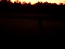 fly away