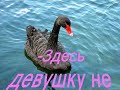 Chernyj Lebed