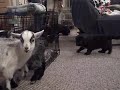 Estrela puppies first meeting with the 