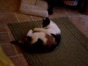Kitten playing with sponge Kitten playing with sponge