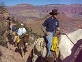 Mule Train - South Kaibab Trail Mule Train - South Kaibab Trail