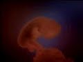 Human embryonic development