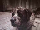 Cujo - This Moment (Saint Bernard dog)