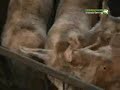 Hungary pig farming investigation 2008