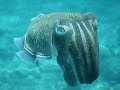 Cuttlefish Thailand Cuttlefish Thailand
