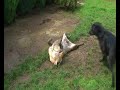 Labrador Mud-Wrestling