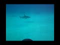 Curious Reef Shark
