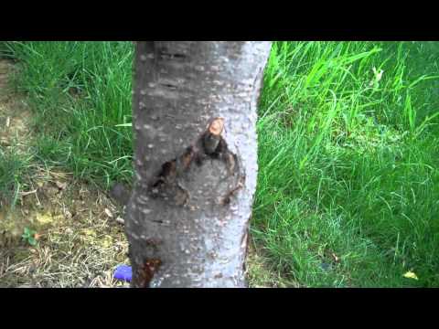 how to kill fungus on peach tree