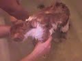 Bath Time - The Saddest Sound Ever Bath Time - The Saddest Sound Ever
