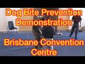 Dog bite prevention demonstration