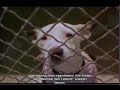 Earthlings Part Pet's Joaqu&Atilde;&shy;n Phoenix (Walk the Line (Johnny Cash)) Music Moby Deutsche Untertitel | Pets  Animals Videos,pets-animals-videos free online video