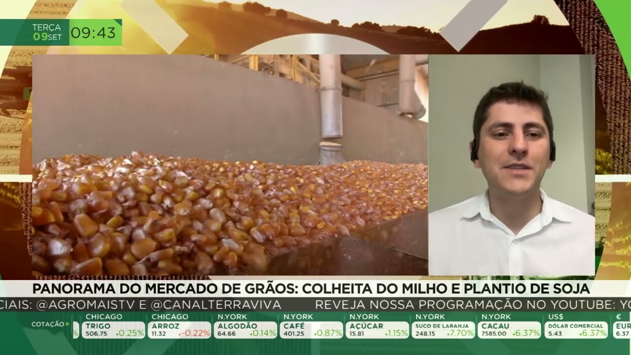 Panorama do mercado de grãos: colheita do milho e plantio de soja