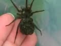 Increíble Araña que lleva sus Crías en el Lomo