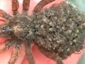 Increíble Araña que lleva sus Crías en el Lomo