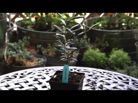 how to grow olive tree from seed