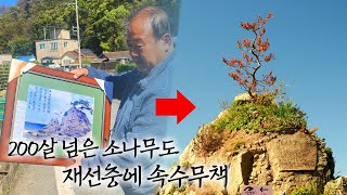 치사율 100% 소나무재선충병 확산을 어떻게 막을 것인가?