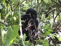 Moutain Gorilla\