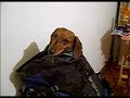 Doggy bag