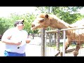 Deer Farm Petting Zoo Sevierville Tn Deer Farm Petting Zoo Sevierville Tn