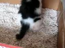 Neko learns to use litter box!