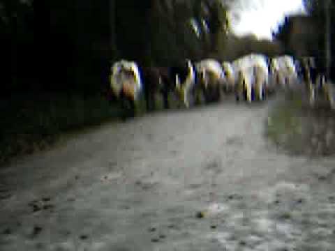 berger de beauce