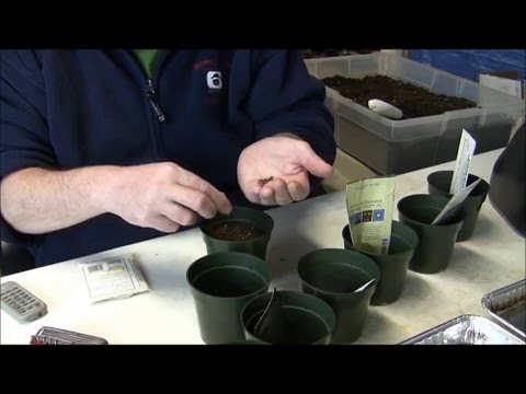 how to harvest broccoli seeds