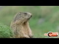 Animals Have Odd Calls