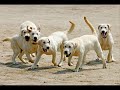 WHO LET THE DOGS OUT!!!!