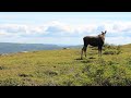 Moose on top of Gros Morne Mountain