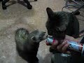 Kuno chupando del bote Kuno chupando del bote