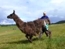 Llama wearing leg brace