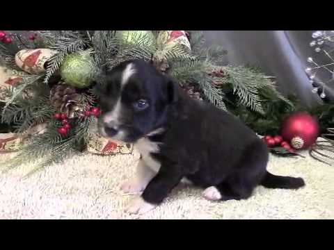 Meet Biscuit a purebred Border Collie puppy