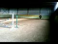 Pinia and Jantar first jump