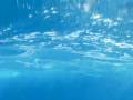 videos de SOTT'ACQUA CON I DELFINI...EMOZIONE UNICA!!!