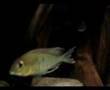 Geophagus altifrons 5