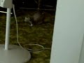Pookie and Bear