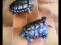 banquetazo-de-ternera.html