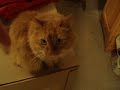 When Nermal Gets Mad When Nermal Gets Mad