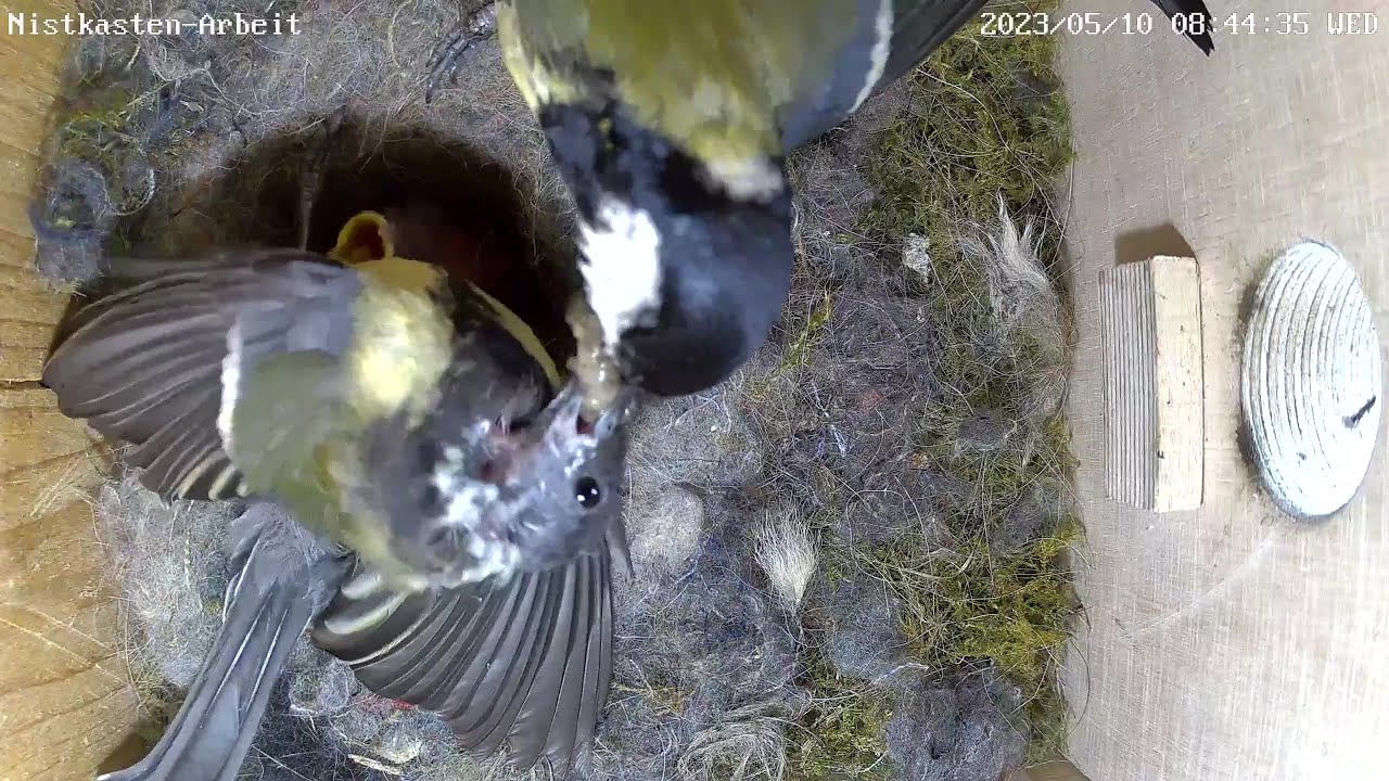 Die Raupe ist zu fett für die Küken! | Tag 5 | 10.05.2023