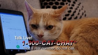 Cat Chat