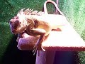 Iguana Treat
