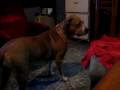 Caniche video