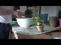 Click here to watch this video Transplating a Straight 8 Cuke Seedling