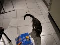 Stupid cat!!