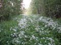 Slirande dressin en våldsamt blommande sommar år 2008 Slirande dressin en våldsamt blommande sommar år 2008