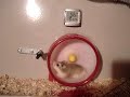 My hamsters in their high-speed wheel ( so so funny ... ) �