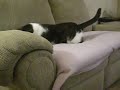 My Cat Freak Chasin His Tale My Cat Freak Chasin His Tale