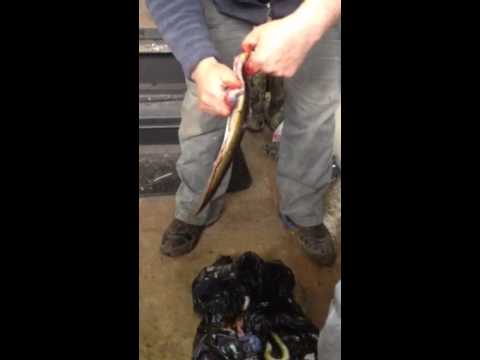 how to skin a eel