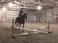 My Standardbred Calipso