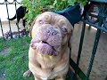 Hector, Dogo de Burdeos Hector, Dogo de Burdeos